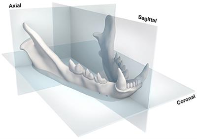 Three Dimensional Osteometric Analysis of Mandibular Symmetry and Morphological Consistency in Cats